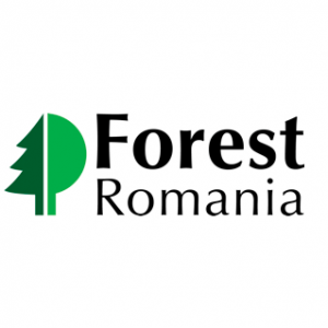 Forest Romania 2019